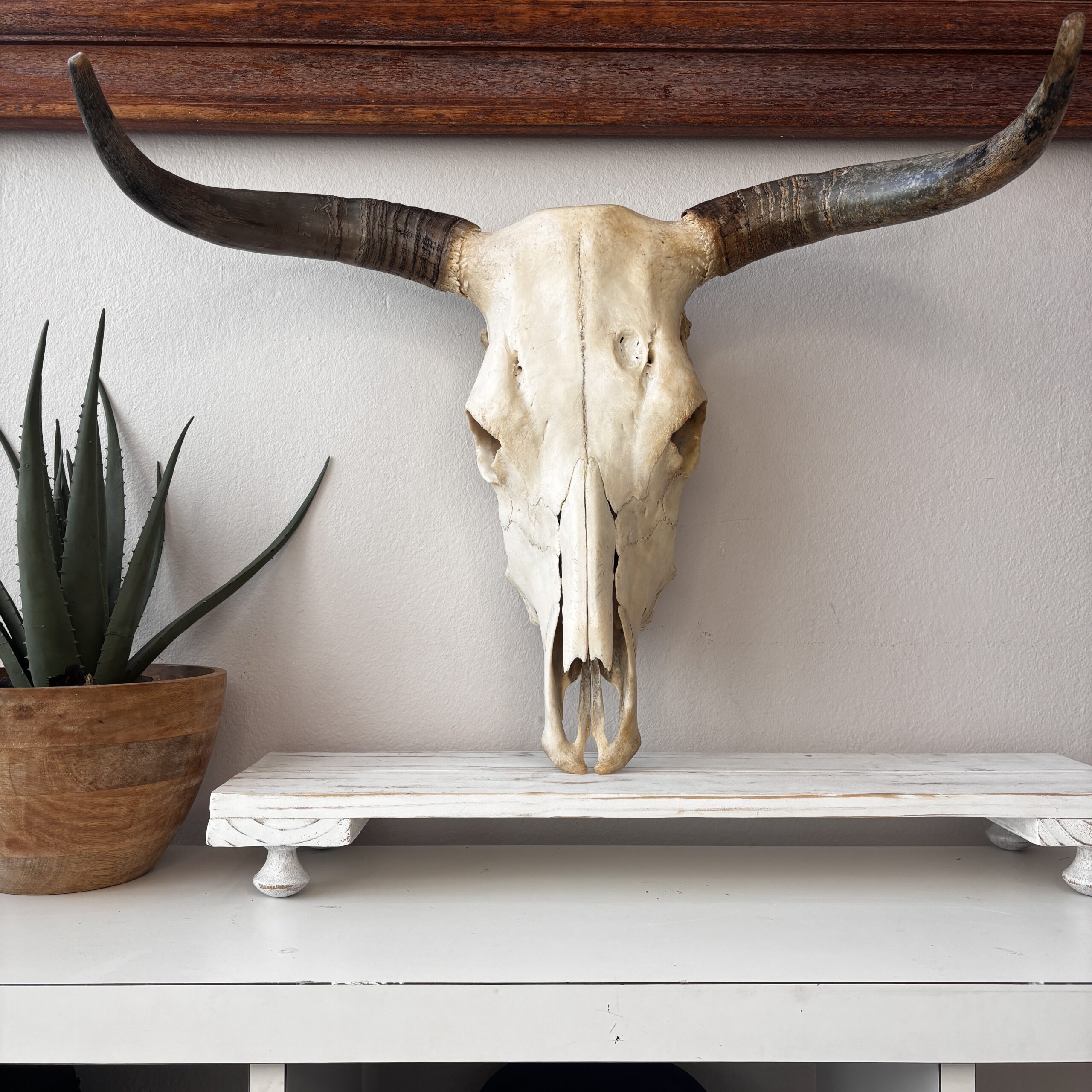 Ethically sourced Natural Nguni Skull from South Africa, cleaned, bleached, and sealed for home decor