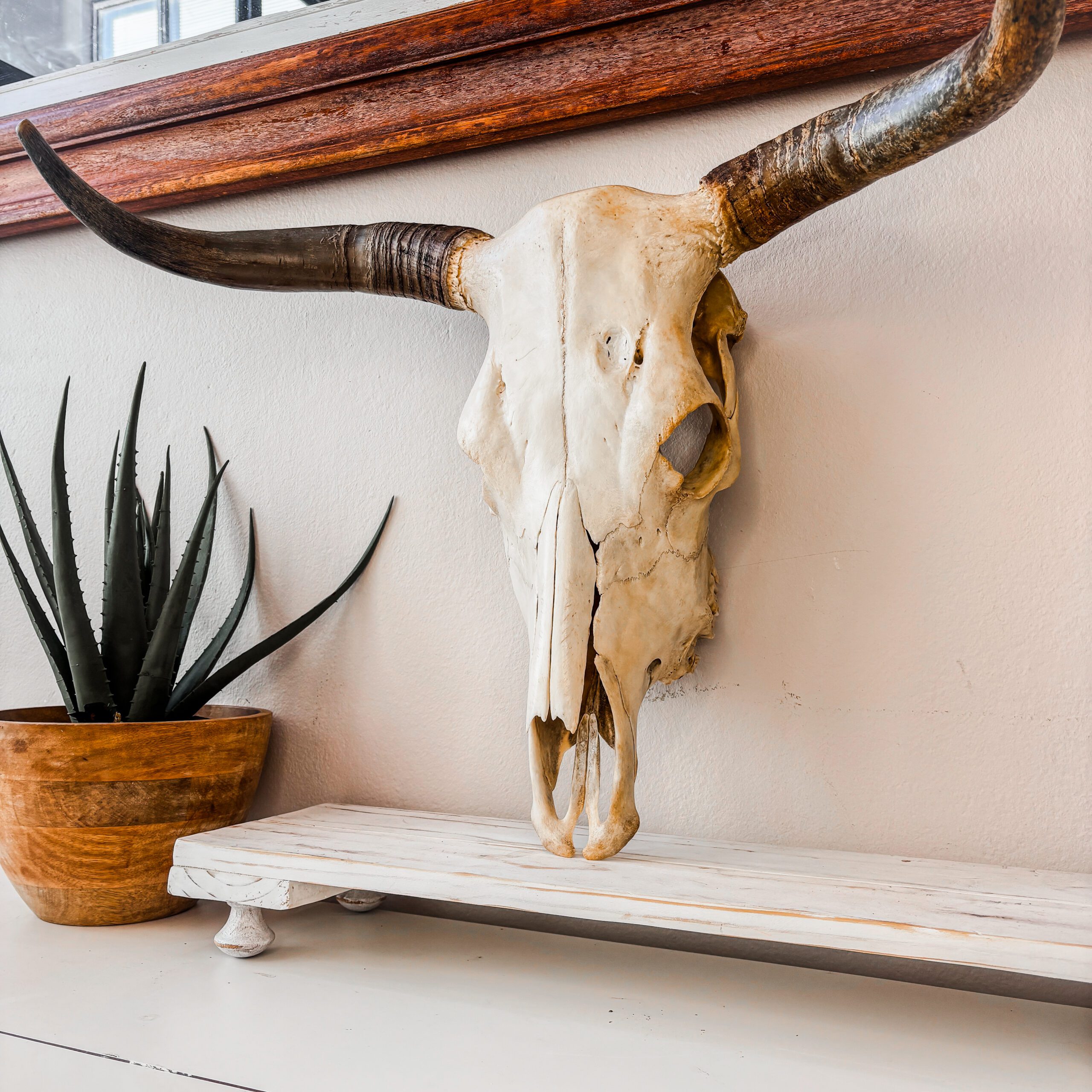 Ethically sourced Natural Nguni Skull from South Africa, cleaned, bleached, and sealed for home decor