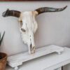 Ethically sourced Natural Nguni Skull from South Africa, cleaned, bleached, and sealed for home decor
