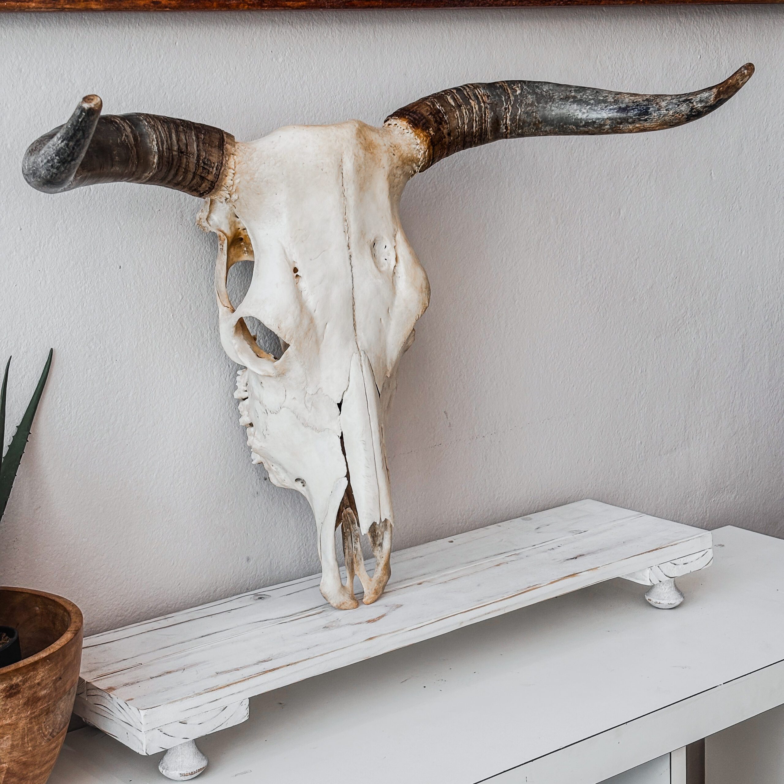 Ethically sourced Natural Nguni Skull from South Africa, cleaned, bleached, and sealed for home decor