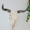 Natural Nguni Skull Made In South Africa