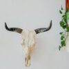 Natural Nguni Skull Made In South Africa