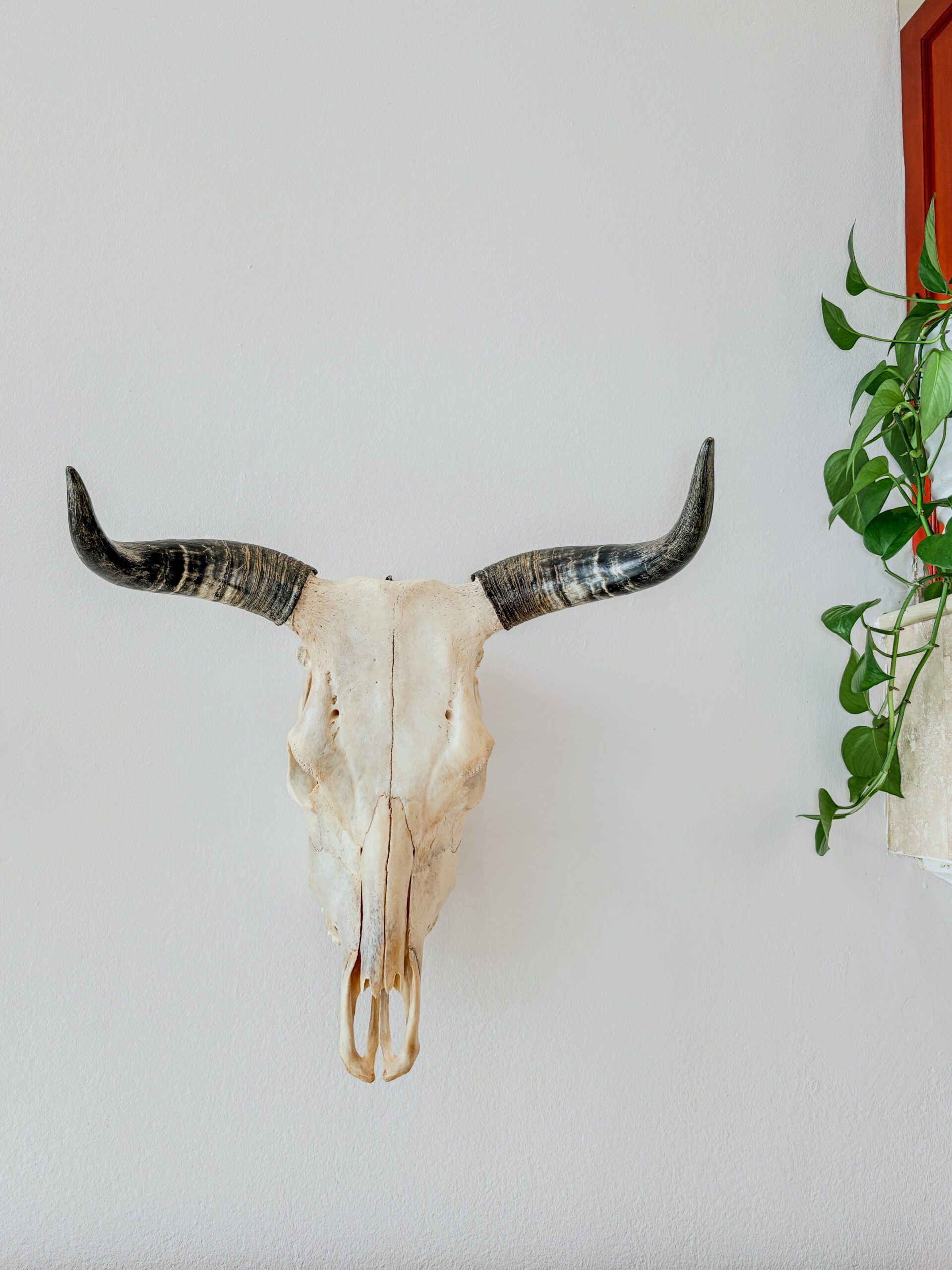Natural Nguni Skull Made In South Africa