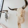 Natural Nguni Skull Made In South Africa