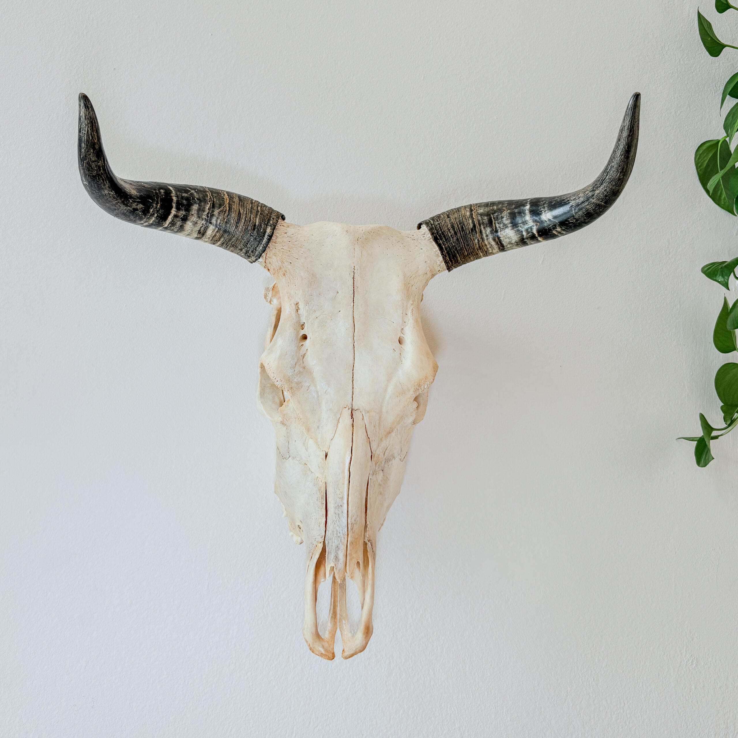 Natural Nguni Skull Made In South Africa